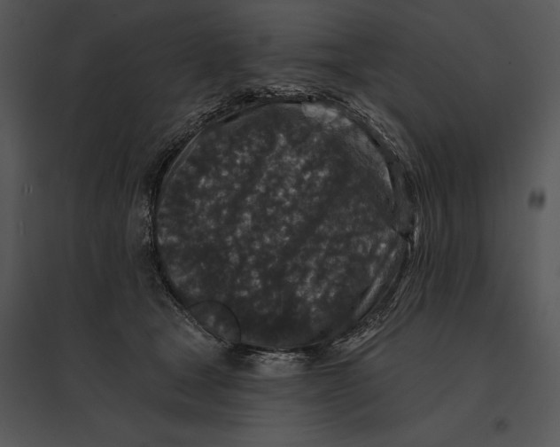 X0000095530465200801041250