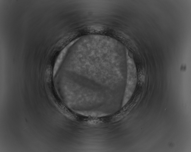 X0000095530468200801041250