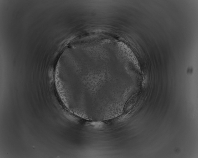 X0000095530478200801041250