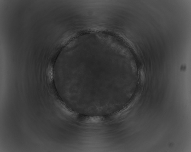 X0000095530479200801041251