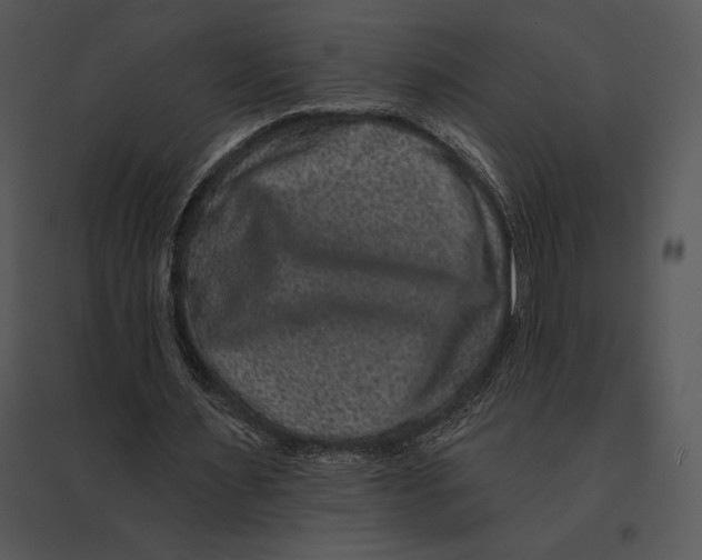 X0000095530483200801041250