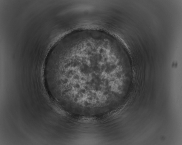 X0000095530487200801041250