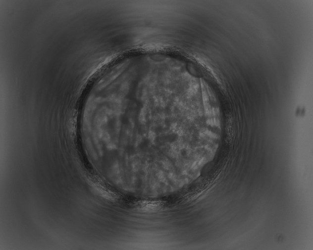 X0000095530495200801041249