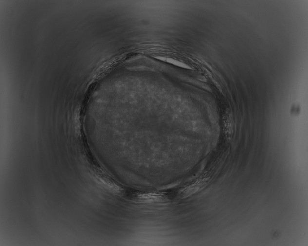 X0000095530516200801041249