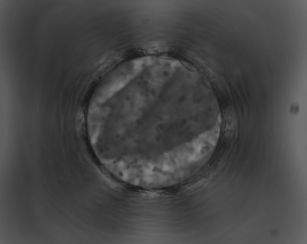 X0000095530523200801041249