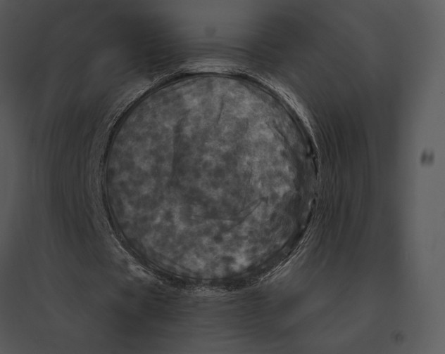 X0000095530529200801041248