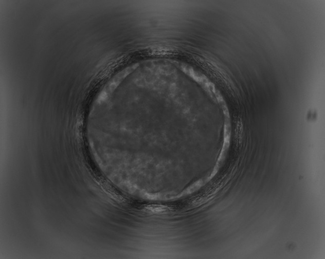 X0000095530557200801041249