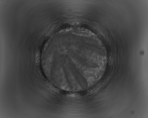 X0000095530561200801041249