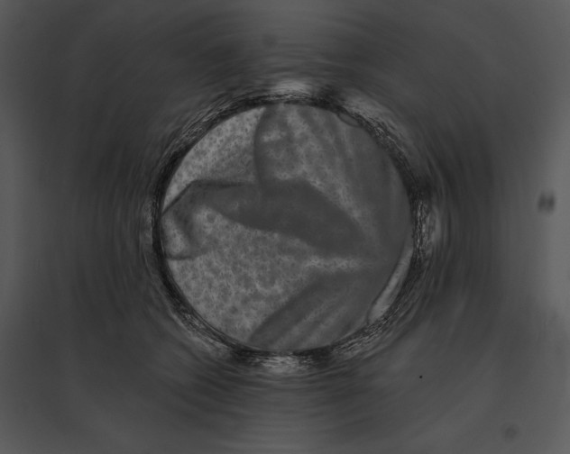 X0000095530562200801041249