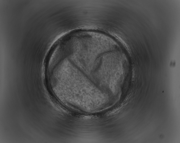 X0000095530584200801041248