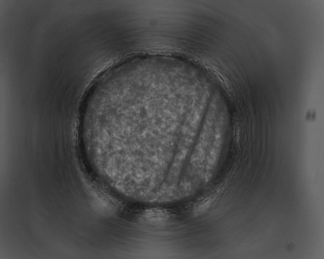 X0000095530591200801041248