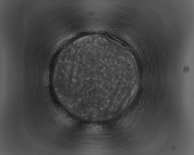 X0000095530640200801041247