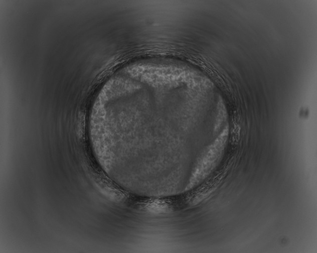 X0000095530656200801041247