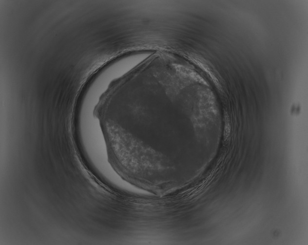 X0000095530677200801041246