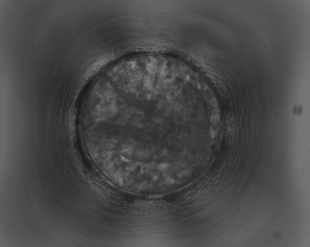 X0000095530679200801041246