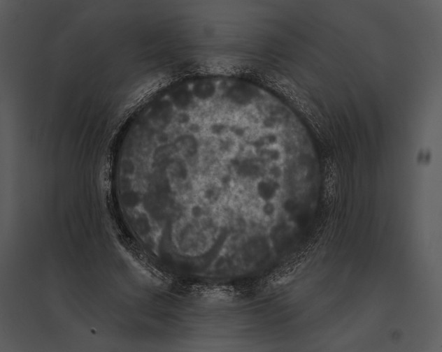 X0000095530683200801041246