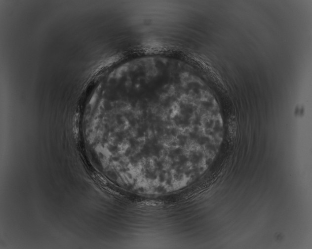 X0000095530691200801041246