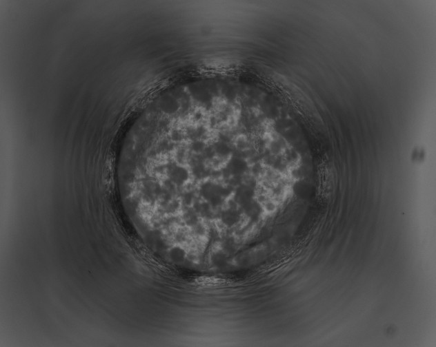 X0000095530699200801041246