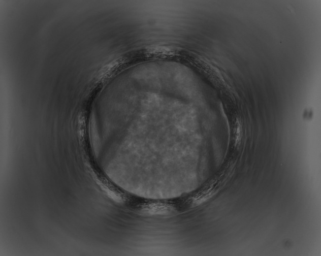 X0000095530708200801041246