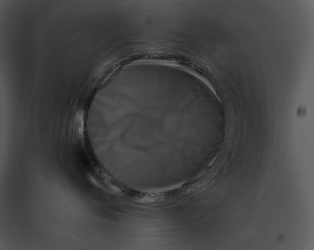 X0000095530720200801041246