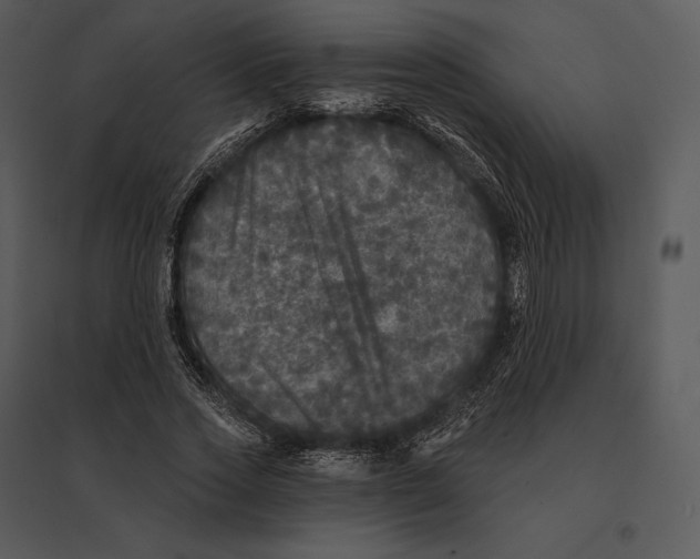 X0000095530733200801041245