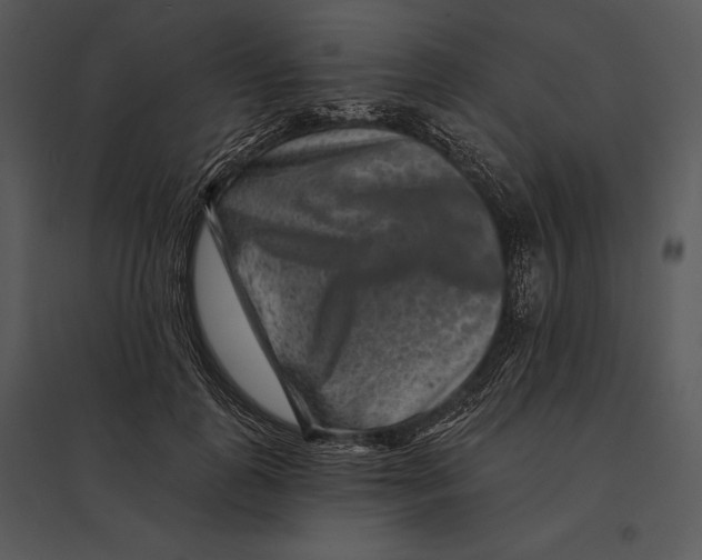 X0000095530747200801041245