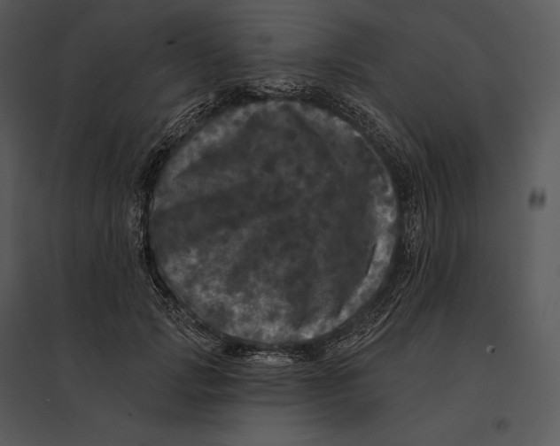 X0000095530749200801041245