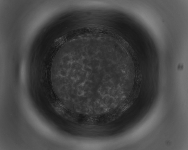 X0000095530765200801041246