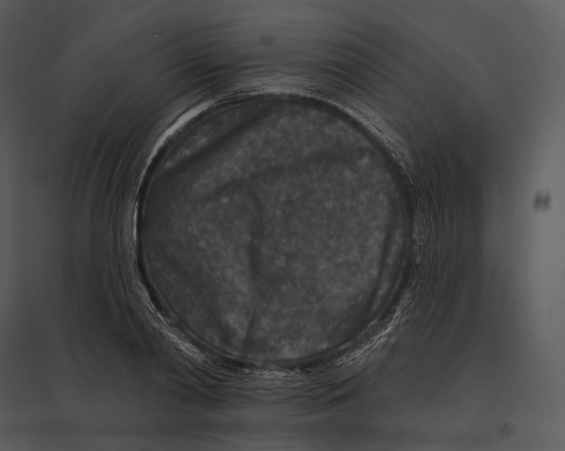 X0000095530790200801041245