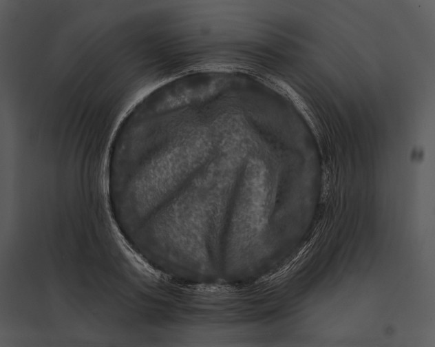 X0000095530795200801041245