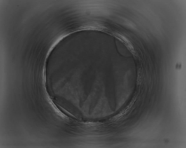 X0000095530796200801041245