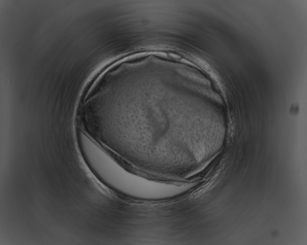 X0000095530803200801041245