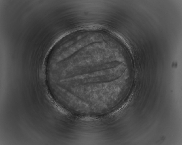 X0000095530835200801041244