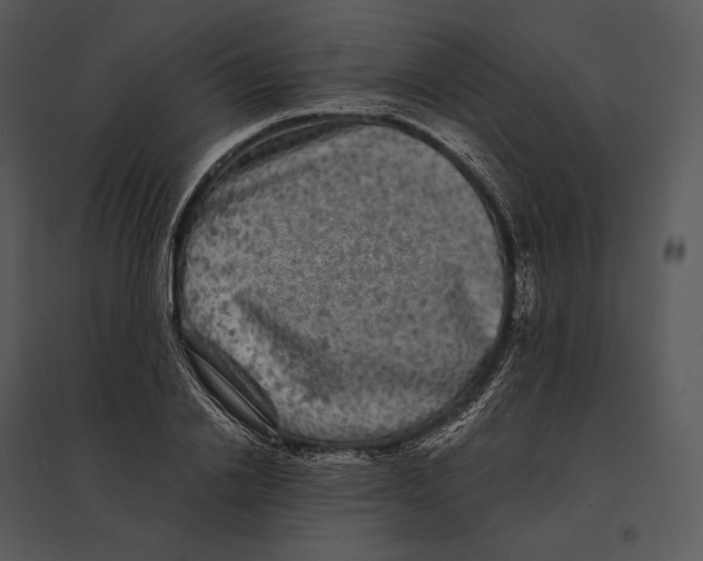 X0000095530838200801041244