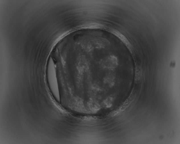 X0000095530850200801041244