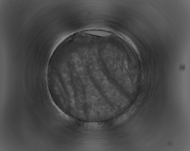 X0000095530855200801041244