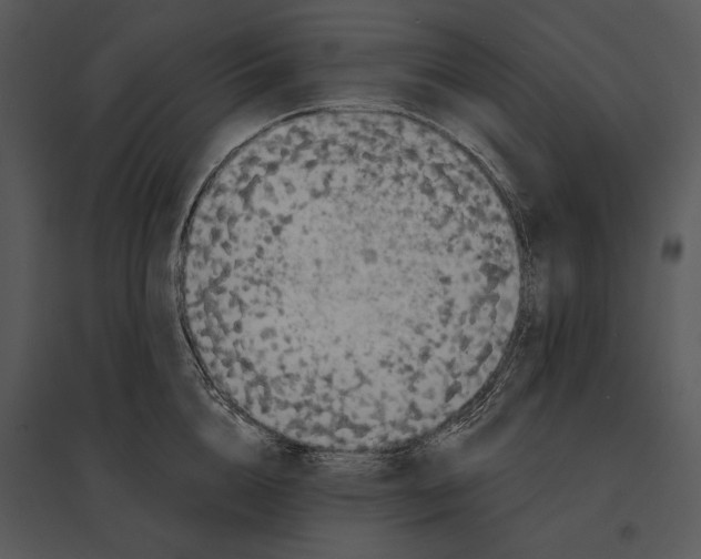 X0000095530856200801041244