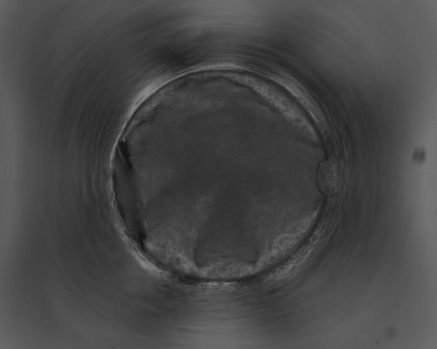 X0000095530858200801041244