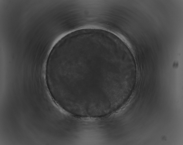 X0000095530862200801041244