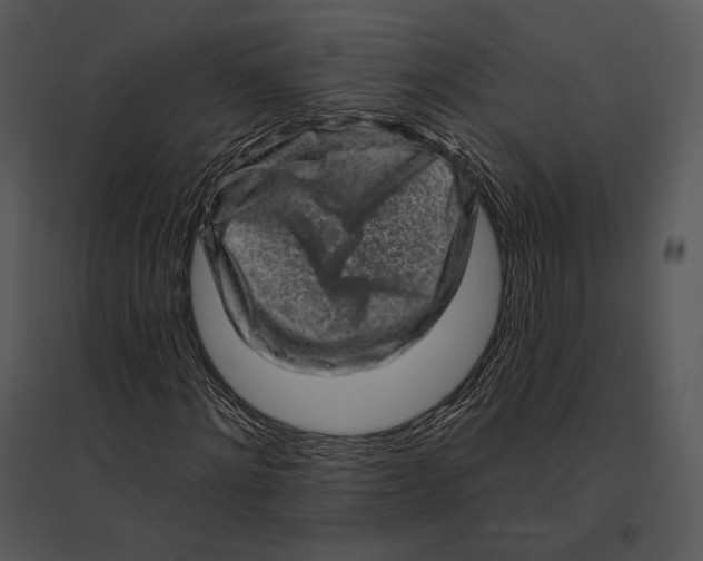 X0000095530868200801041243