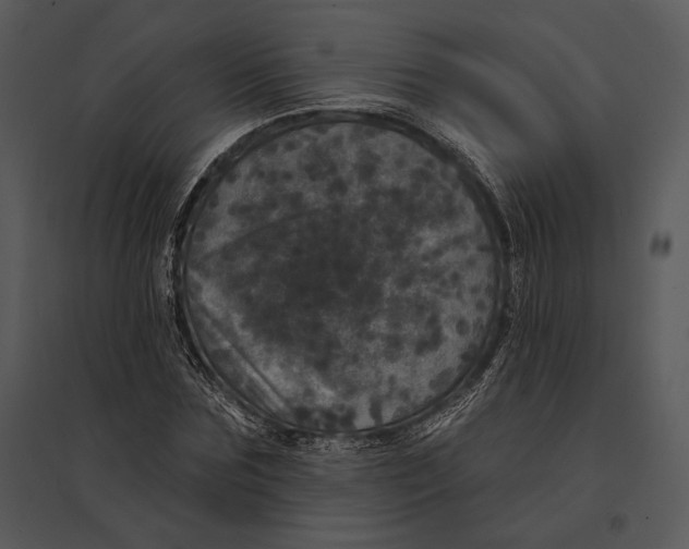 X0000095530875200801041243