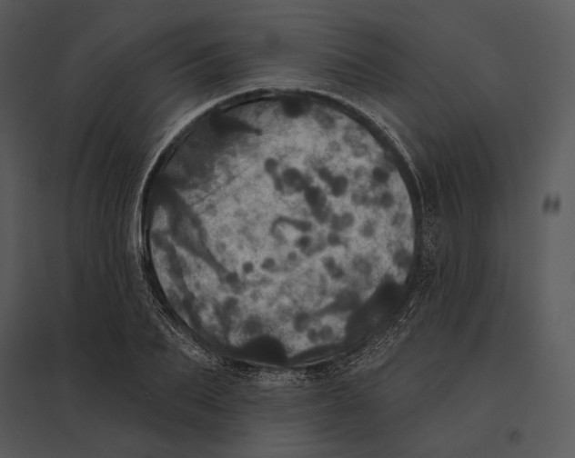 X0000095530887200801041243