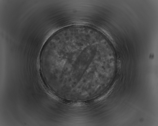 X0000095530891200801041243