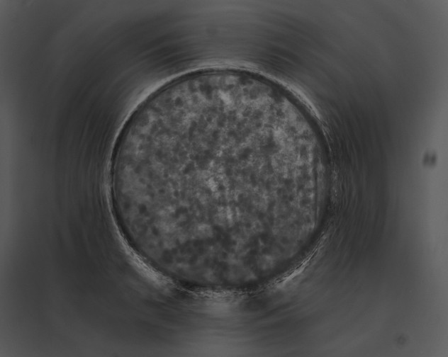 X0000095530895200801041243