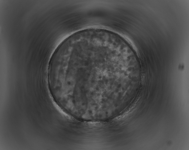 X0000095530903200801041243