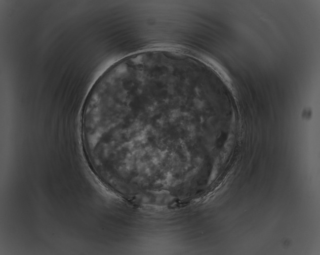 X0000095530907200801041243