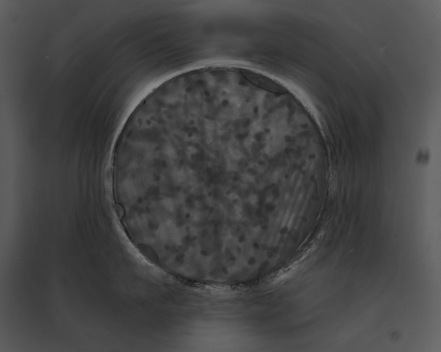 X0000095530911200801041243