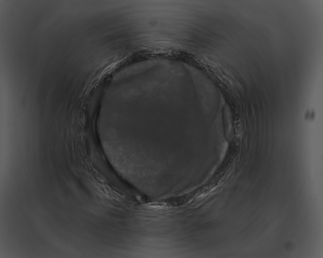 X0000095530916200801041242