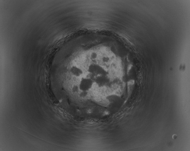 X0000095530917200801041242