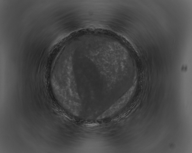 X0000095530919200801041242